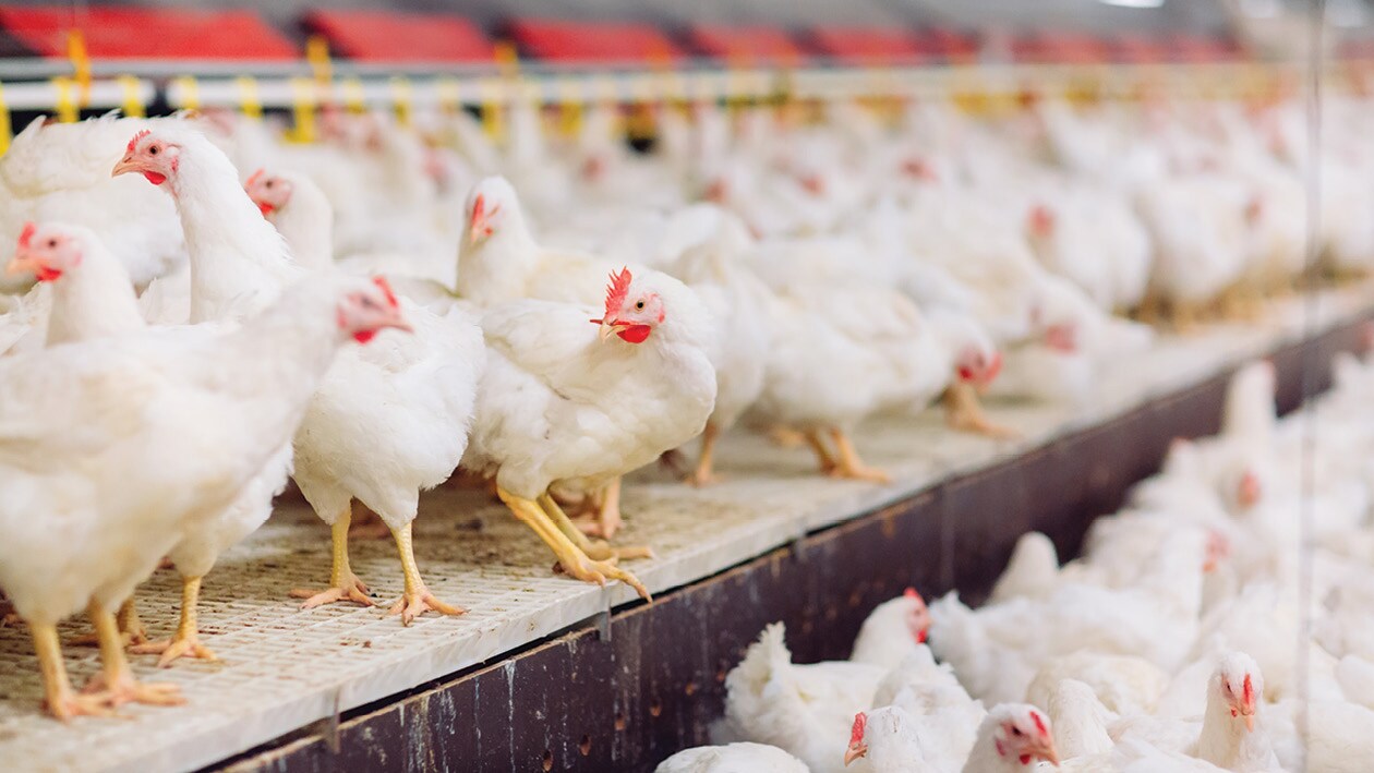 What You Need To Know About Bird Flu